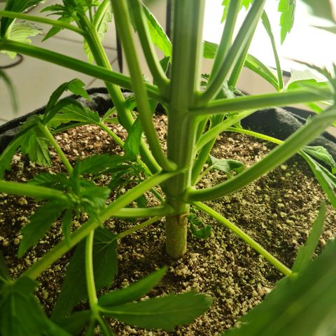 Critical Kush  growlog timeline photo