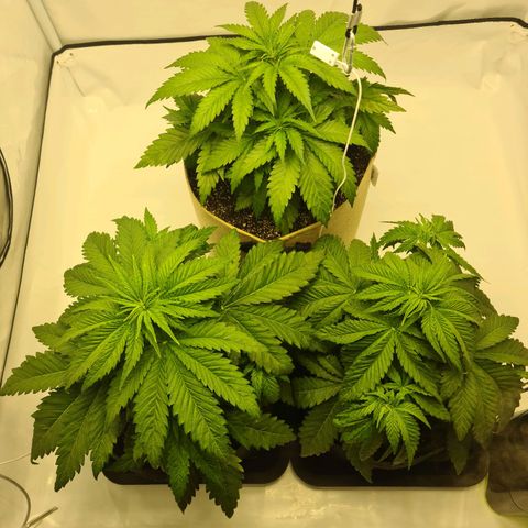 Critical Kush  growlog timeline photo