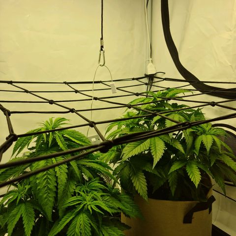 Critical Kush  growlog timeline photo