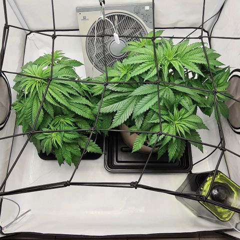 Critical Kush  growlog timeline photo