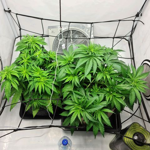 Critical Kush  growlog photo: Arrosage plante G 
Engrais 1L 