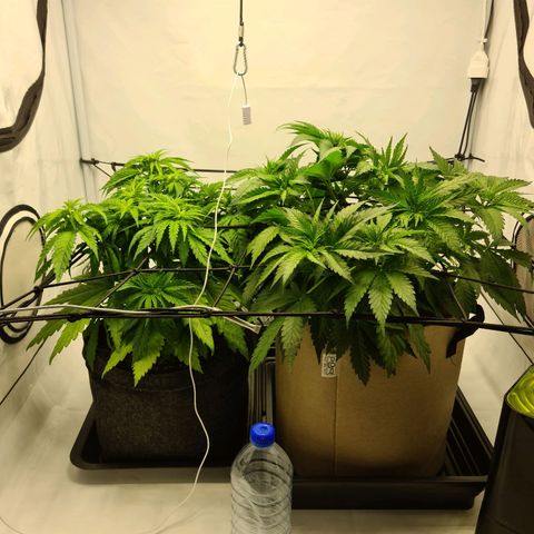 Critical Kush  growlog photo: Arrosage plante G 
Engrais 1L 