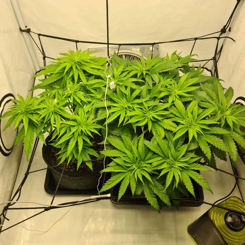 Critical Kush  growlog photo: Defoliation sous canoper 