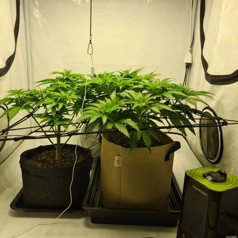 Critical Kush  growlog photo: Defoliation sous canoper 
