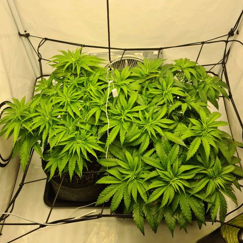 Critical Kush  growlog timeline photo