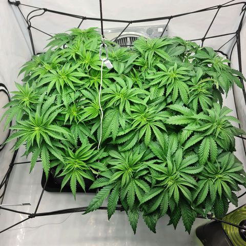Critical Kush  growlog timeline photo
