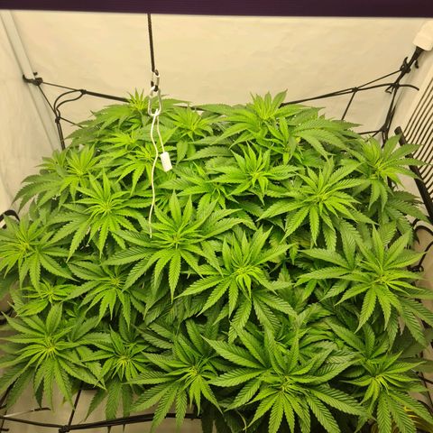 Critical Kush  growlog timeline photo