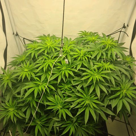 Critical Kush  growlog timeline photo