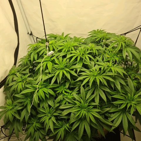 Critical Kush  growlog timeline photo