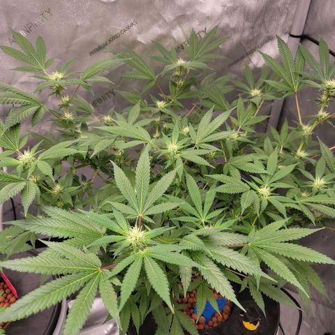 Foto 2 do growlog de Black Widow