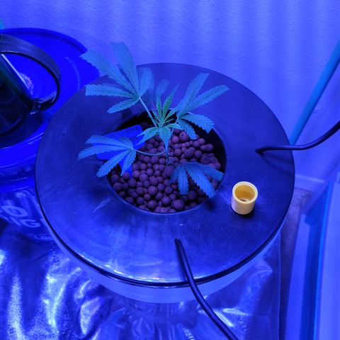 Black Widow growlog photo: April 27th took black widow clone, mother plant started to die.