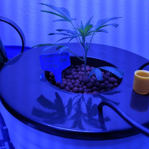 Black Widow growlog photo: April 27th took black widow clone, mother plant started to die.