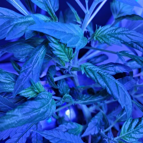 Black Widow growlog photo: From reveg to veg to pre flower stages 