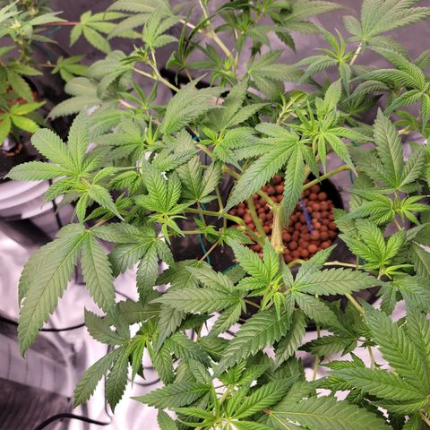 Black Widow growlog photo: From reveg to veg to pre flower stages 