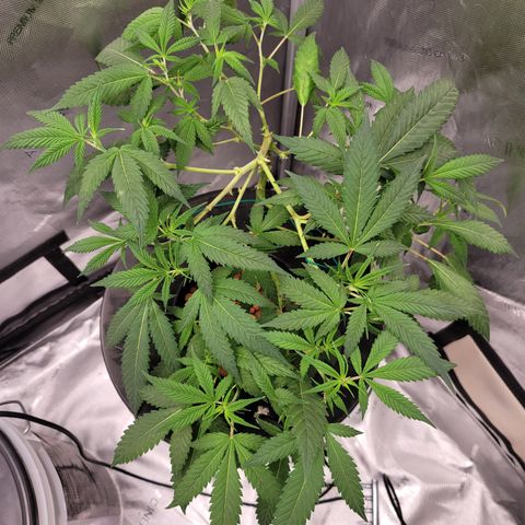 Black Widow growlog photo: From reveg to veg to pre flower stages 