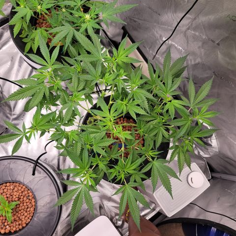 Black Widow growlog photo: From reveg to veg to pre flower stages 
