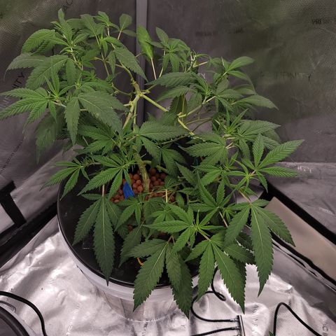 Black Widow growlog photo: From reveg to veg to pre flower stages 