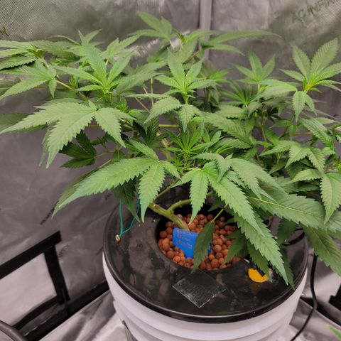 Black Widow growlog photo: From reveg to veg to pre flower stages 