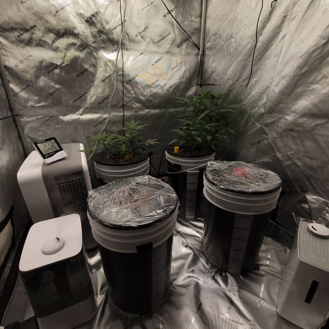 Black Widow growlog photo: From reveg to veg to pre flower stages 