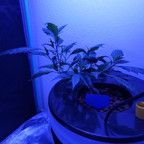 Black Widow growlog photo: From reveg to veg to pre flower stages 