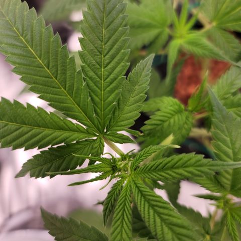 Black Widow growlog photo: From reveg to veg to pre flower stages 