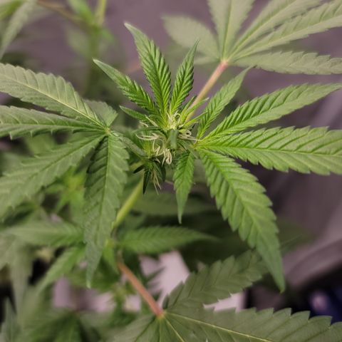 Foto 3 do growlog de Black Widow