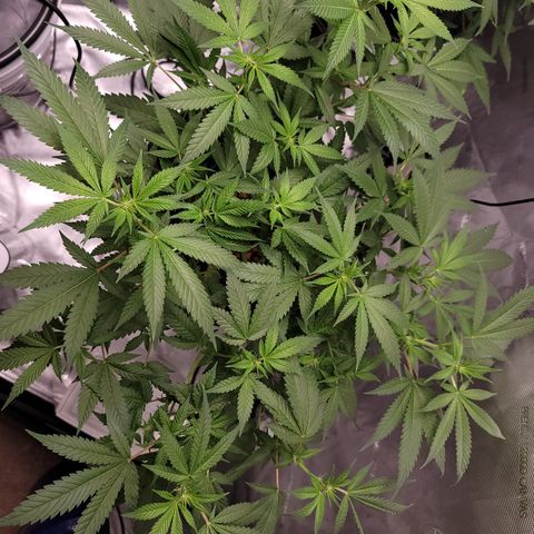 Black Widow growlog photo: This is from the last 1.5 weeks to current
