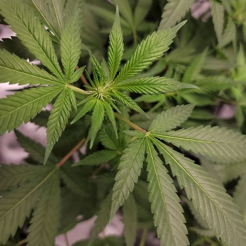 Black Widow growlog photo: This is from the last 1.5 weeks to current