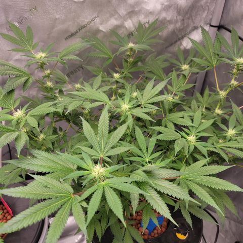 Black Widow growlog photo: This is from the last 1.5 weeks to current