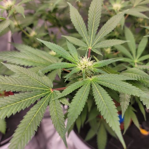 Black Widow growlog photo: This is from the last 1.5 weeks to current