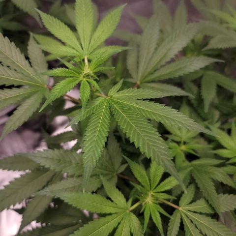 Black Widow growlog photo: This is from the last 1.5 weeks to current