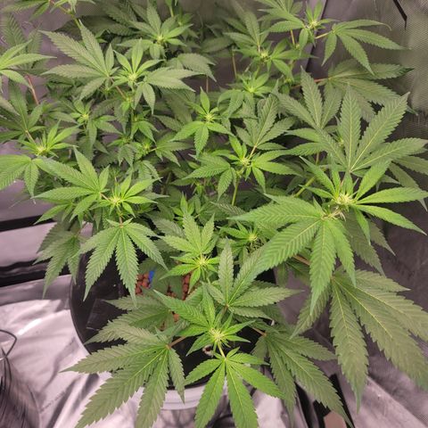 Black Widow growlog photo: This is from the last 1.5 weeks to current
