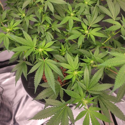 Black Widow growlog photo: This is from the last 1.5 weeks to current