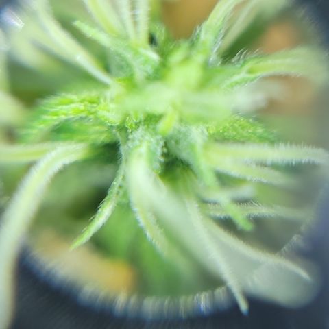 Black Widow growlog photo: This is from the last 1.5 weeks to current