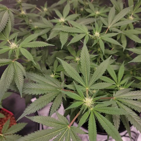Black Widow growlog photo: This is from the last 1.5 weeks to current