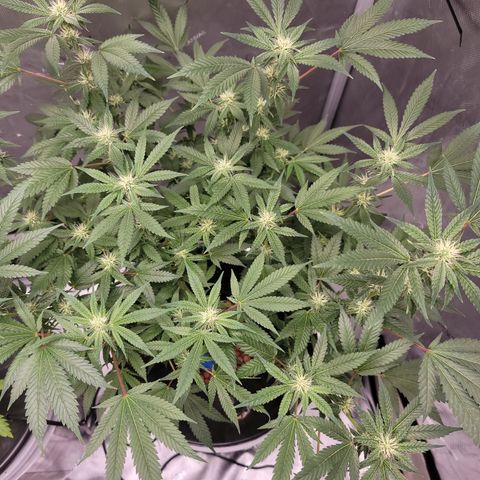 Black Widow growlog timeline photo
