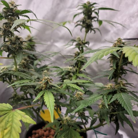 Black Widow growlog timeline photo