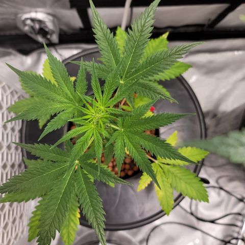 Black Widow growlog timeline photo