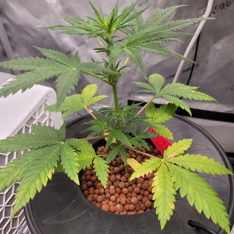 Black Widow growlog timeline photo