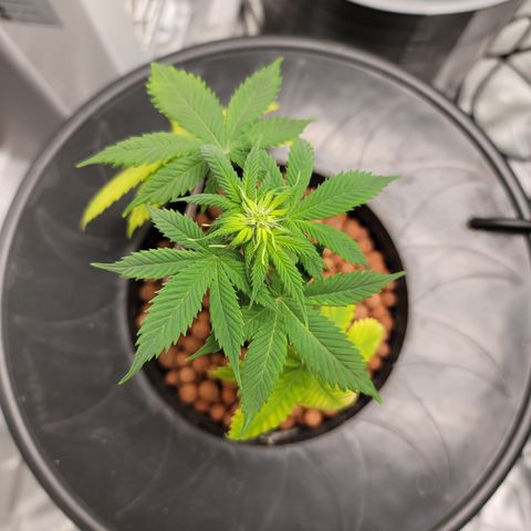 Black Widow growlog timeline photo