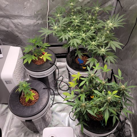 Black Widow growlog photo: This is how we are looking today