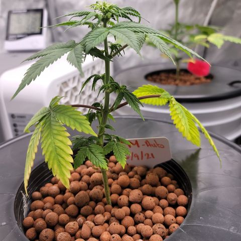 Black Widow growlog timeline photo