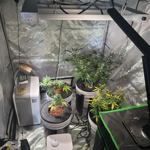 Black Widow growlog photo: Temporary light set up. Yikes!