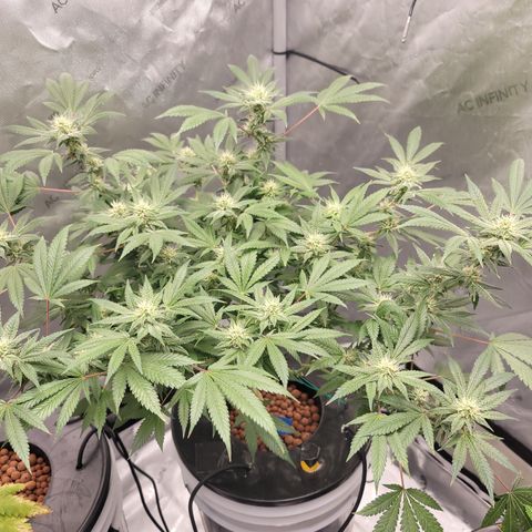 Black Widow growlog timeline photo