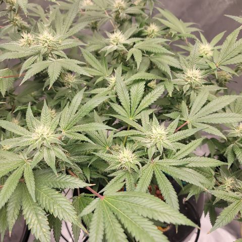 Black Widow growlog timeline photo
