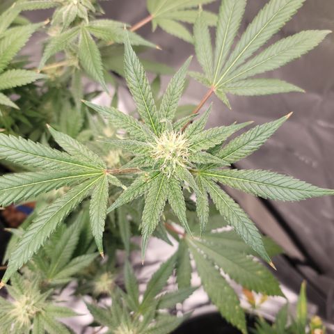Black Widow growlog timeline photo