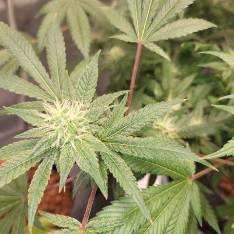 Black Widow growlog timeline photo