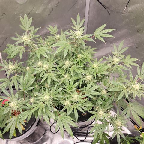 Black Widow growlog timeline photo