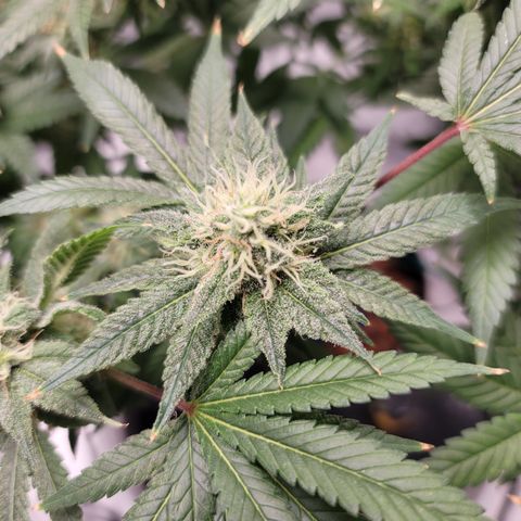Black Widow growlog photo: Brrrrr.... it's a Lil frosty in here!! 🥶
