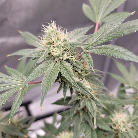 Black Widow growlog photo: Brrrrr.... it's a Lil frosty in here!! 🥶